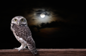 Of Owls and the Full Moon