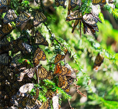 Cluster of Migrating Monarch Butterflies