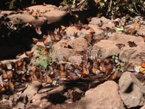 El Sanctuario de la Mariposa Monarca, El Rosario is located 62 miles northwest of Mexico City in the state of Michoacán. Here literally millions of Monarch butterflies overwinter on part of their four generation trek between Mexico and Minnesota