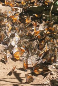 Monarch Butterflies - Janet Kurtz