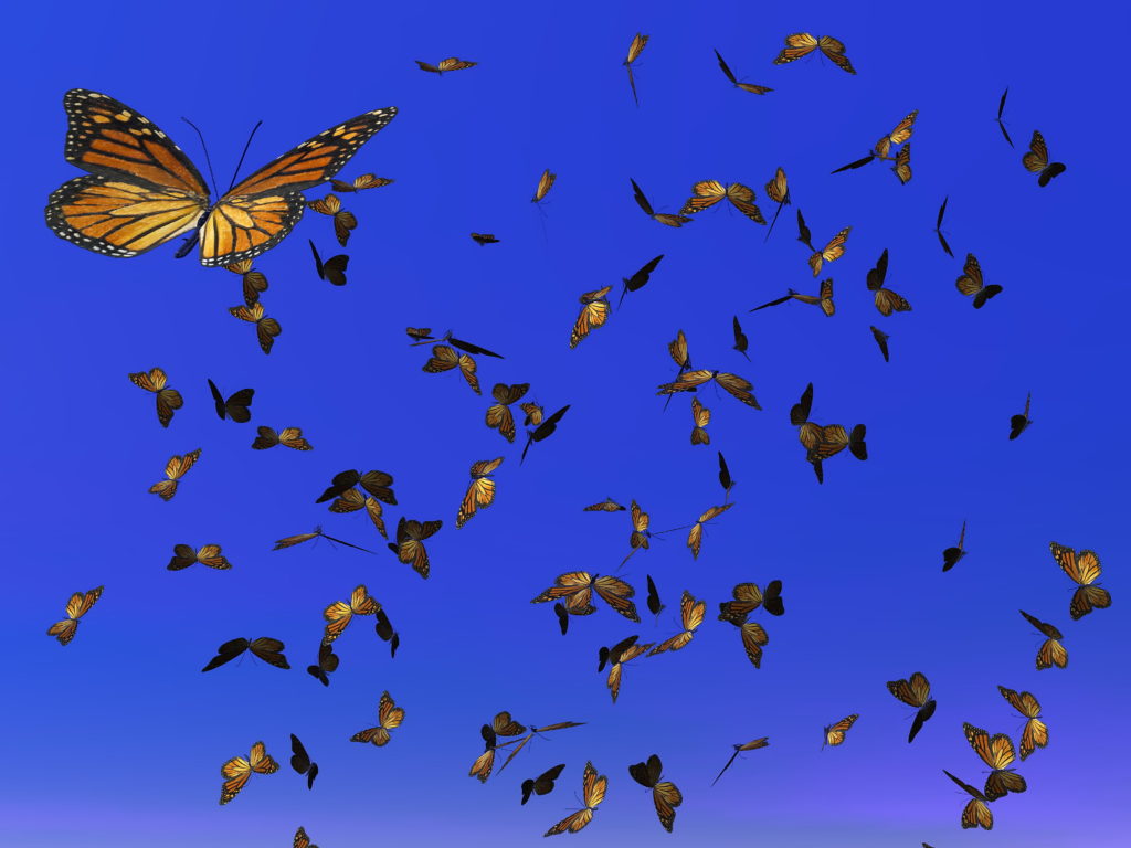 Monarch Butterflies Migrating in Clear Blue Sky