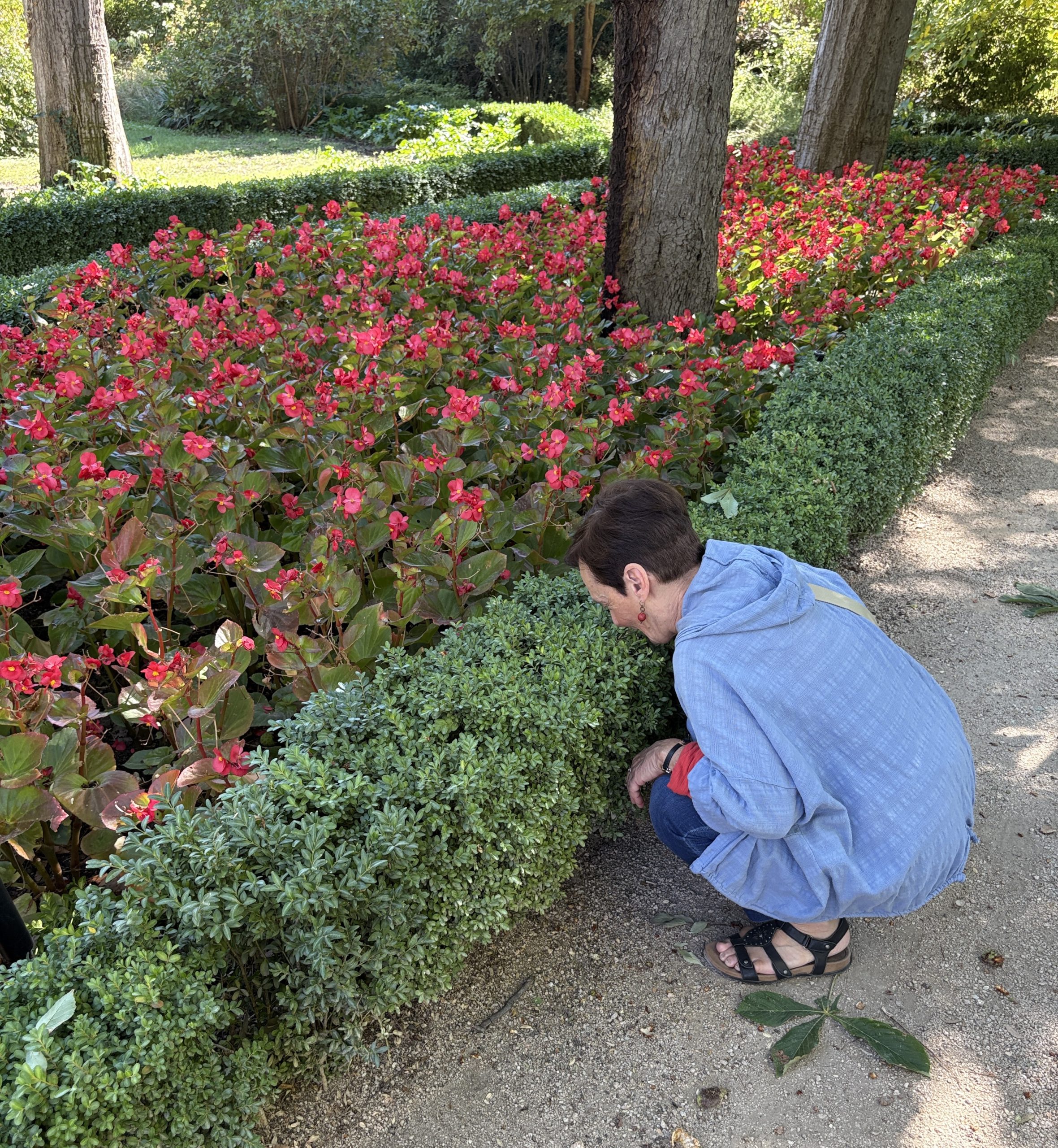 Jan sniffing Boxwood