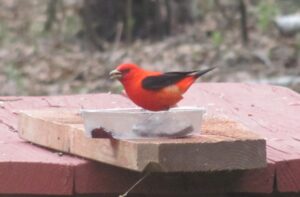 Scarlet Tanager