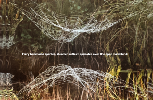 Fairy Webs and Deadheads