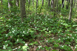 While it is Still Here