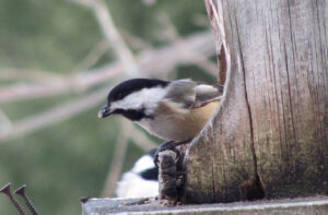 Chickadee