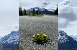 North to Alaska