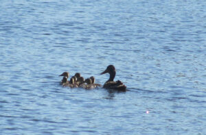 Ducklings