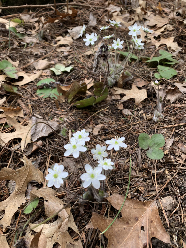 Hepatica