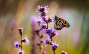 Migration Connects Us