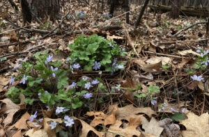 Hepatica