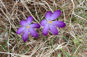 Wild Crocus