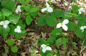 Trillium